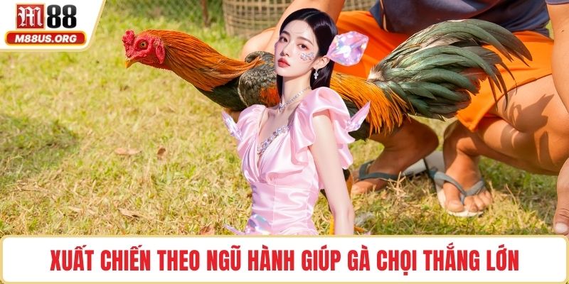 Xuất chiến theo ngũ hành giúp gà chọi thắng lớn